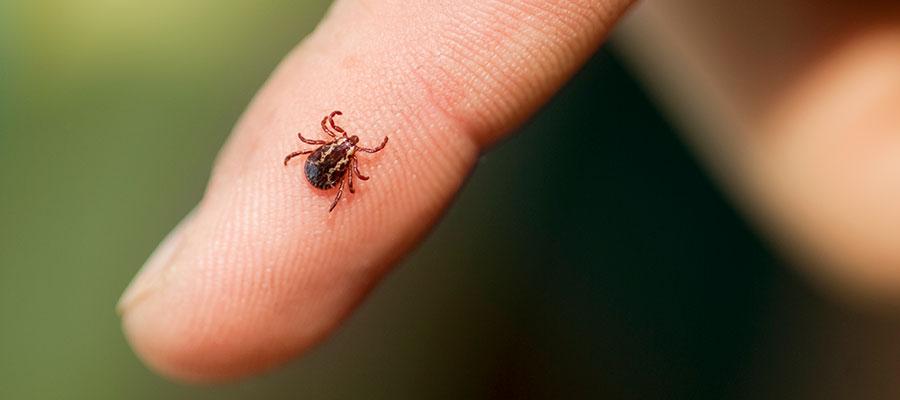 tick-disease